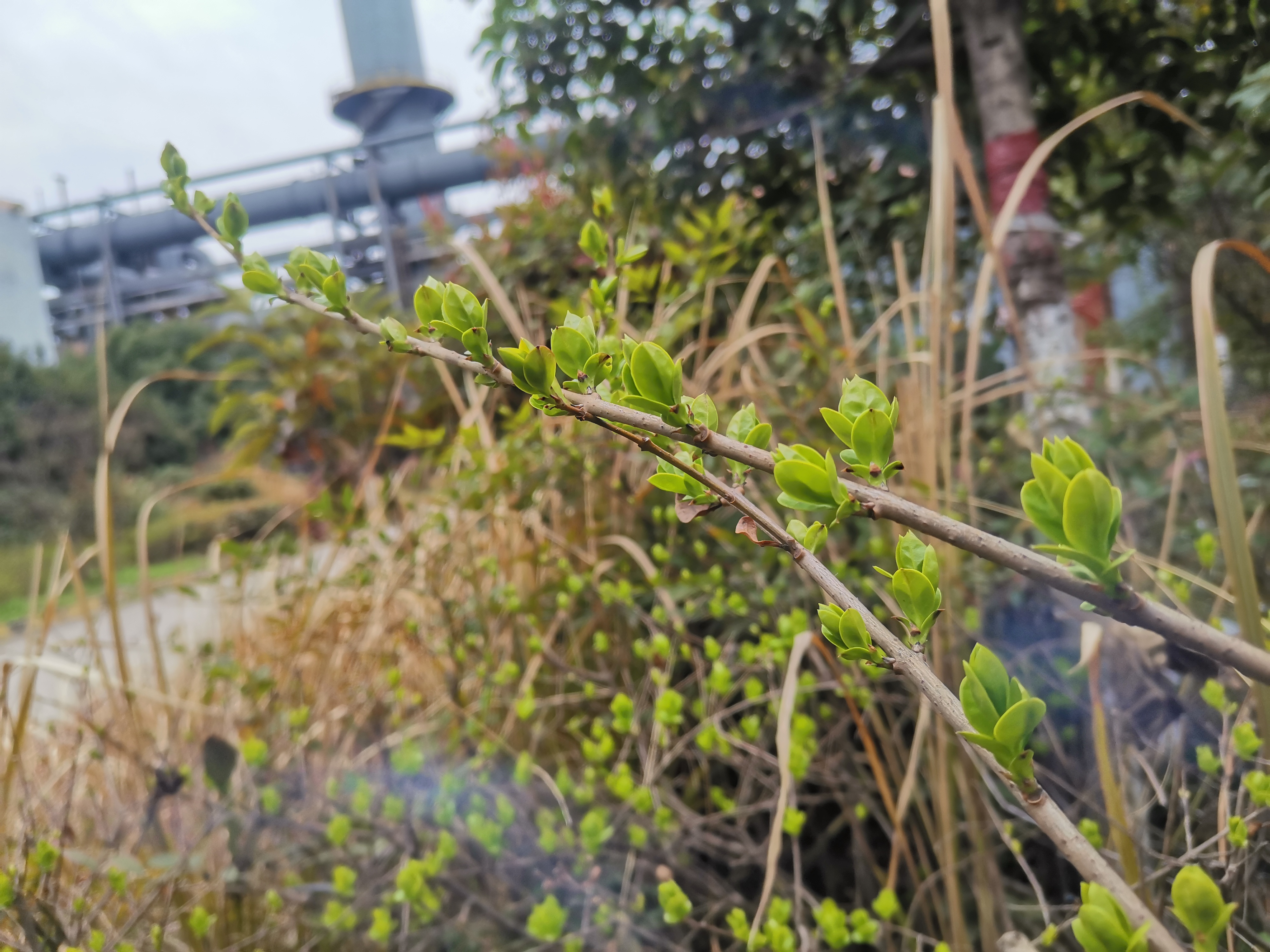 向新而生 鋼城春色惹人憐
