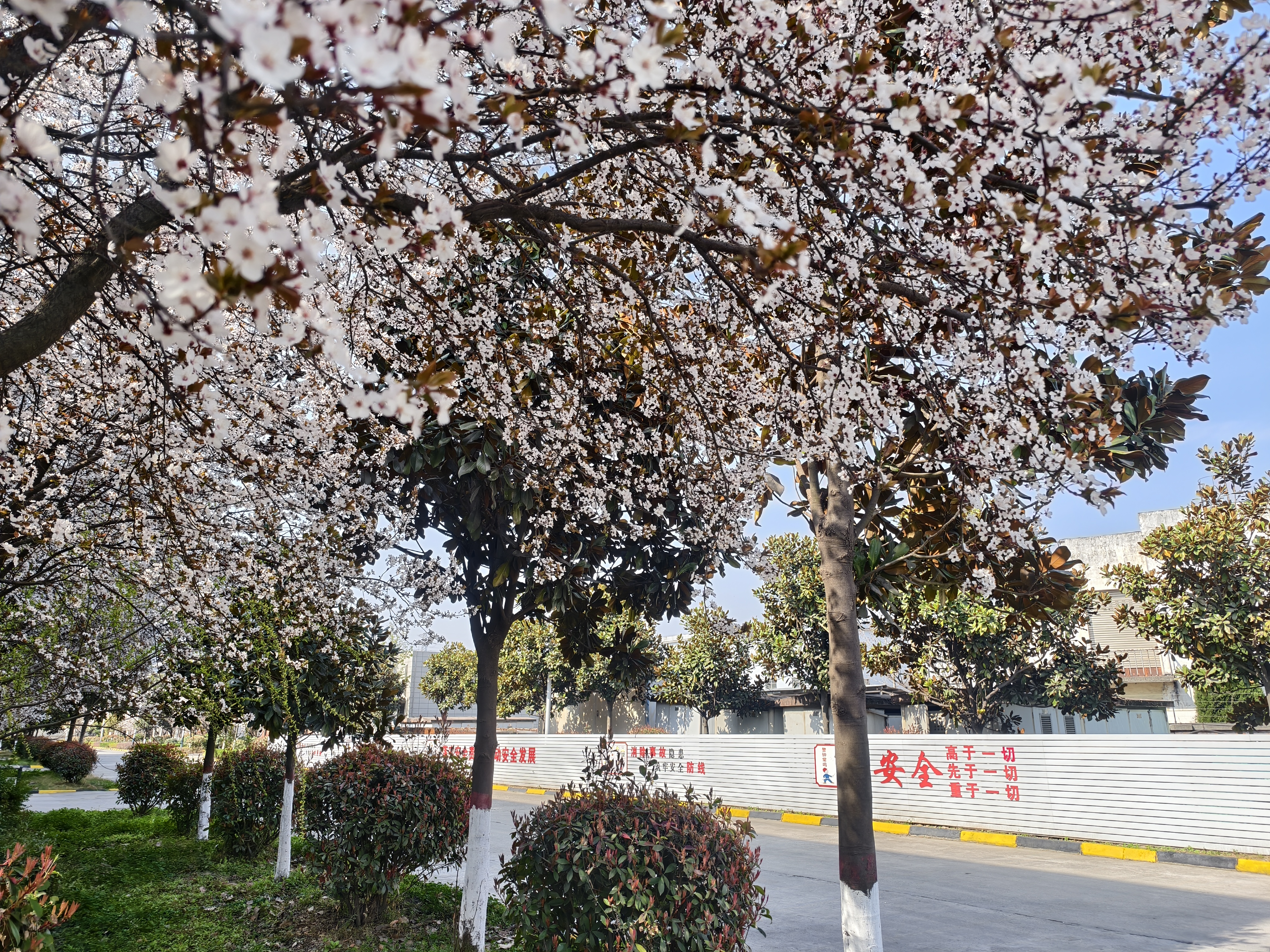 鋼與花的春日對(duì)談