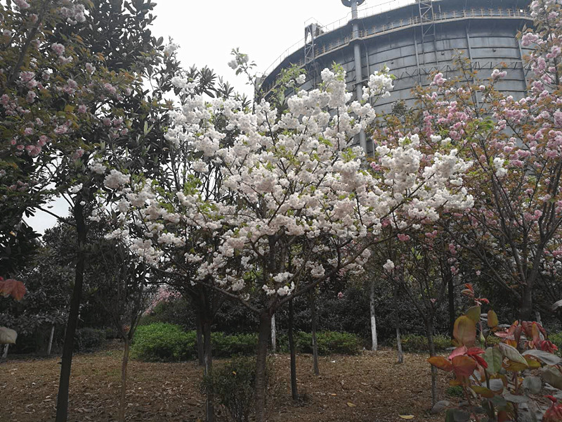 【美麗漢鋼】美翻了，一起到漢鋼來賞花！