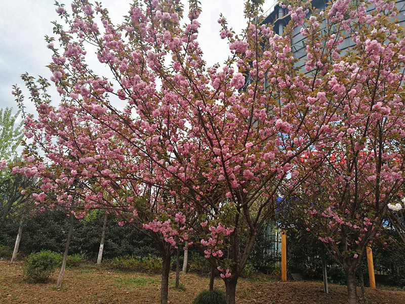 【美麗漢鋼】美翻了，一起到漢鋼來賞花！