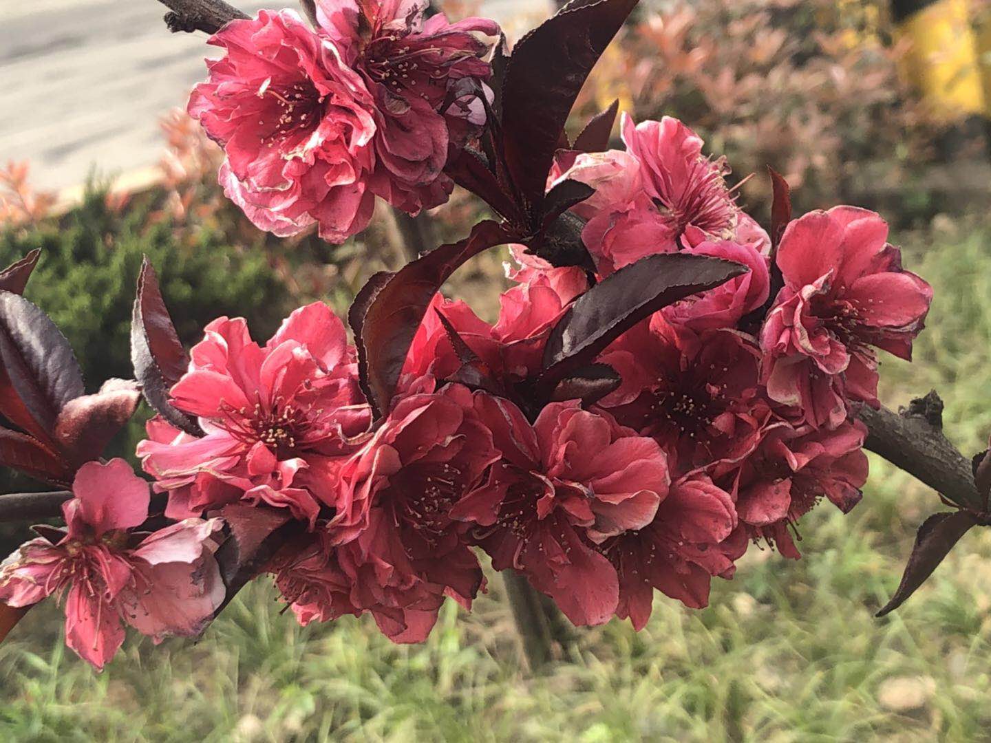 【美麗漢鋼】美翻了，一起到漢鋼來賞花！