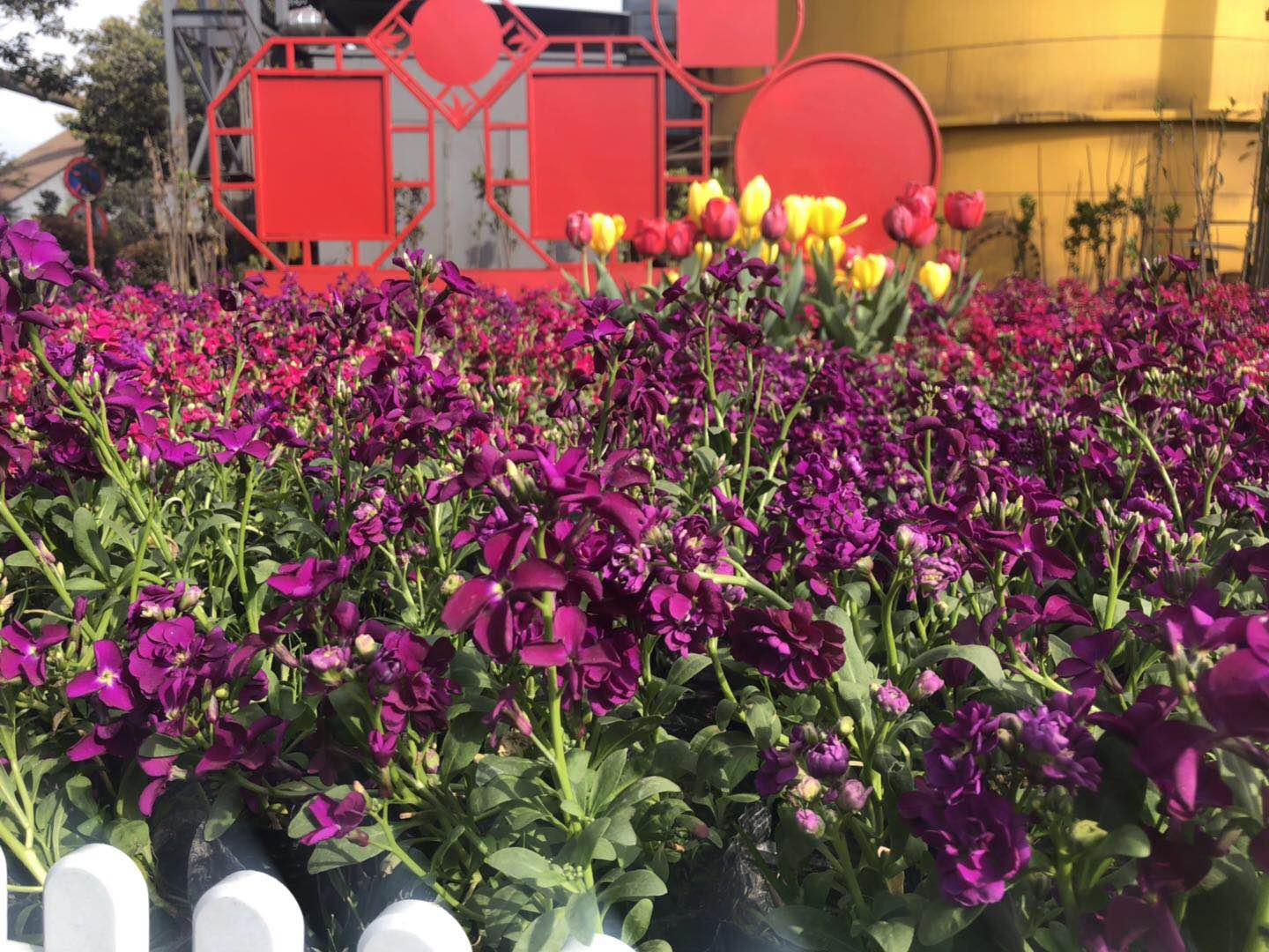 【美麗漢鋼】美翻了，一起到漢鋼來賞花！