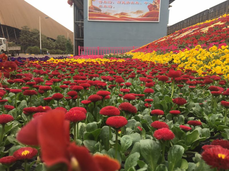 【美麗漢鋼】美翻了，一起到漢鋼來賞花！