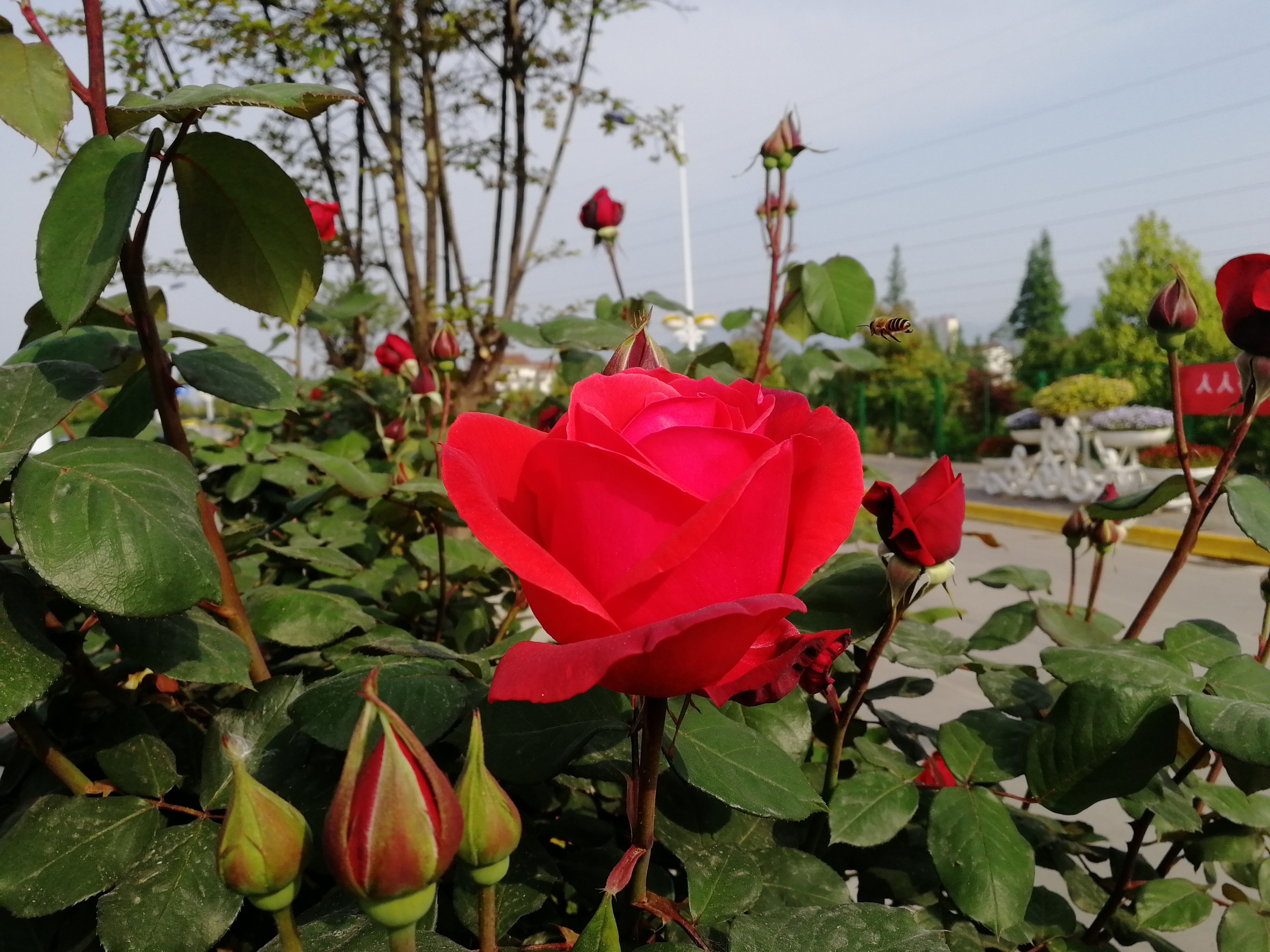 【美麗漢鋼】賞高桿月季，來美麗漢鋼