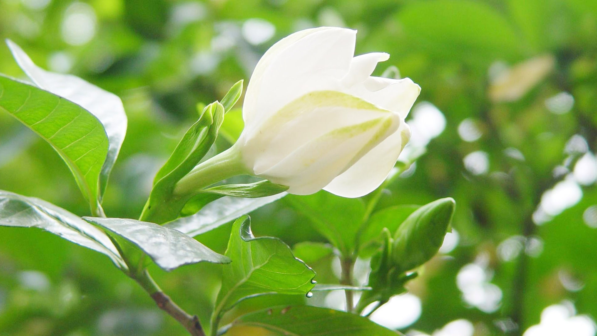 【鋼城文苑】梔子花開