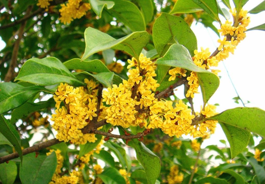 桂花香滿城