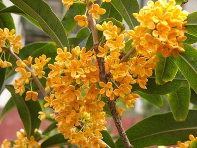 桂花盛開，清風(fēng)徐來