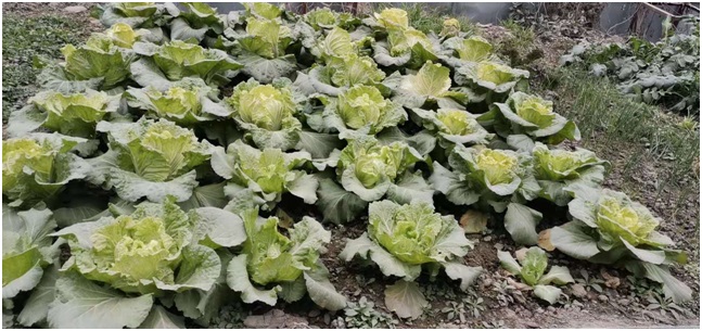 開(kāi)荒種菜